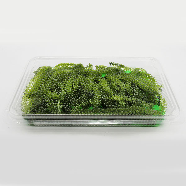 kinau60g-6